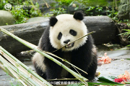 大熊猫耳朵形状大赏 大熊猫耳朵形状大赏