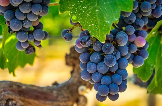 七月必吃的5种水果!第4种超推荐,吃一口好像在喝水 七月必吃的5种水果!第4种超推荐,吃一口好像在喝水