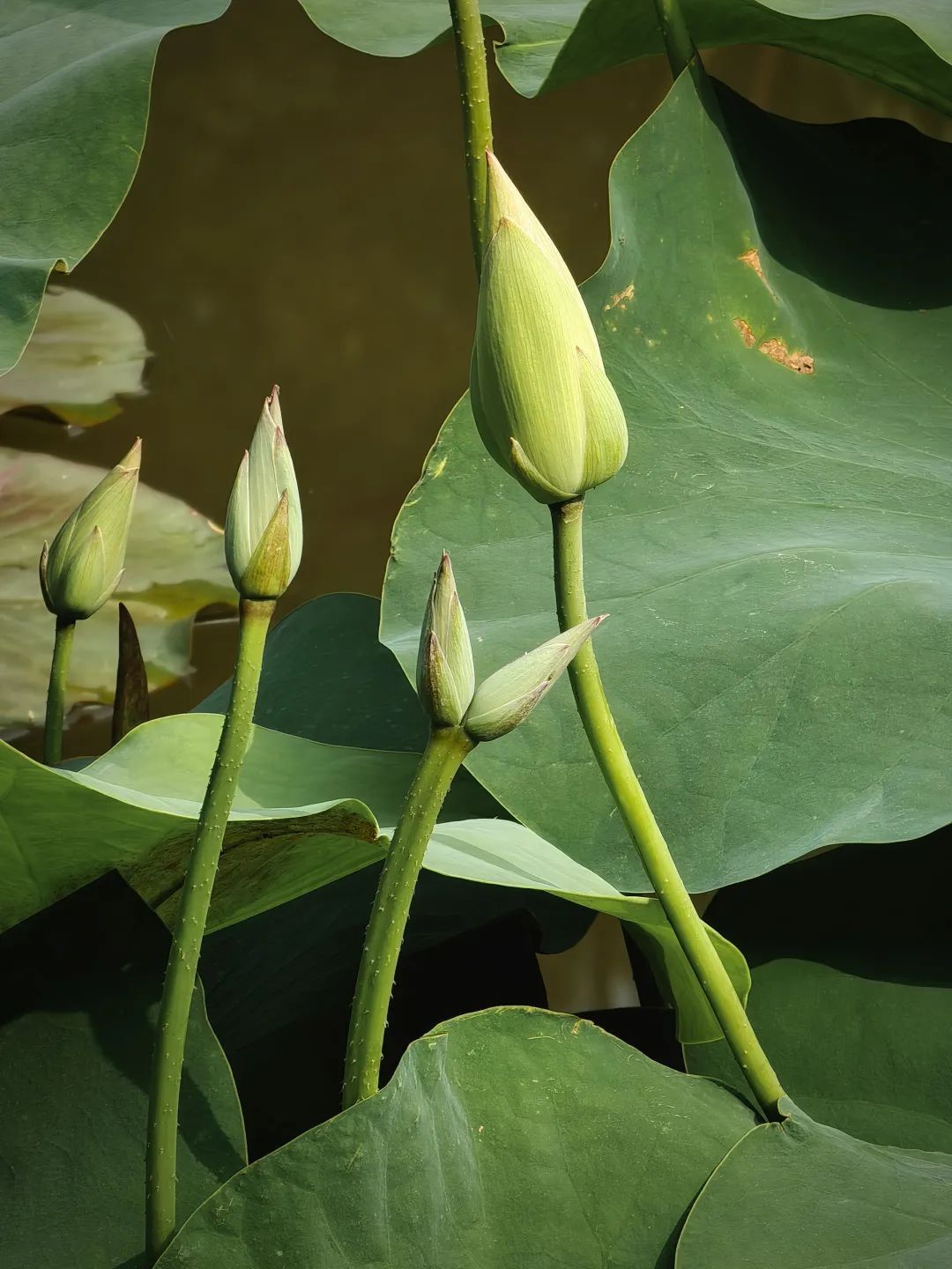 30多年来首次，广州莲花山现罕见“连理莲”，预计一周内开花：花瓣细长如纤纤玉手