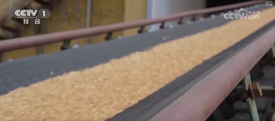 一粒小麦里的党员温度 “党员突击队”下沉收购一线保障夏粮颗粒归仓 一粒小麦里的党员温度 “党员突击队”下沉收购一线保障夏粮颗粒归仓