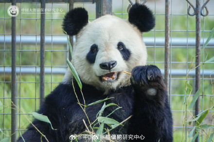 大熊猫耳朵形状大赏 大熊猫耳朵形状大赏