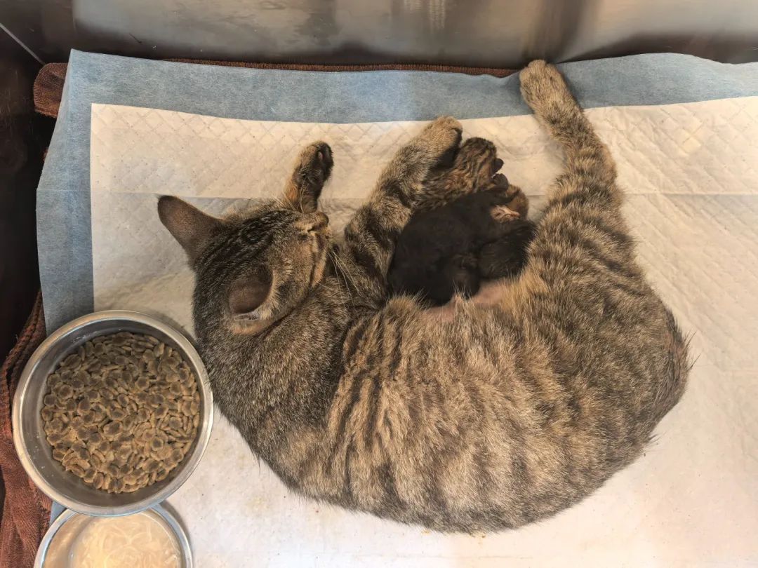 400余只猫咪被救后续：31只小猫诞生啦！猫咪信息陆续上传宠主可线上查看