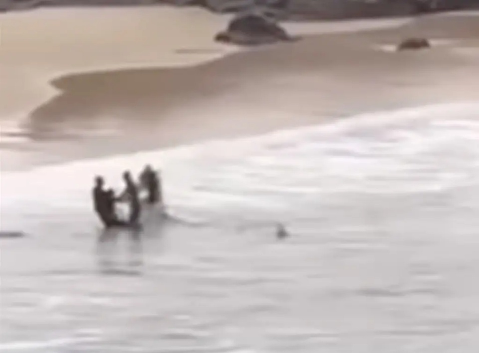 澳大利亚鲨鱼咬伤一名16岁男孩后追赶他上岸,旁边有人帮忙挥拳打鲨鱼 澳大利亚鲨鱼咬伤一名16岁男孩后追赶他上岸,旁边有人帮忙挥拳打鲨鱼