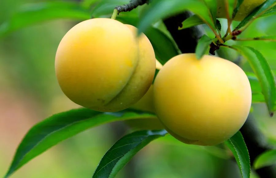 七月必吃的5种水果!第4种超推荐,吃一口好像在喝水 七月必吃的5种水果!第4种超推荐,吃一口好像在喝水