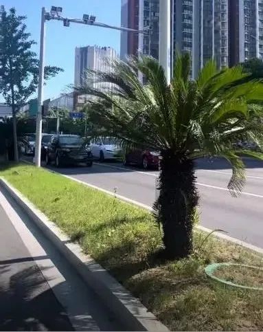 车辆“避晒式”等红灯!当心违法! 车辆“避晒式”等红灯!当心违法!