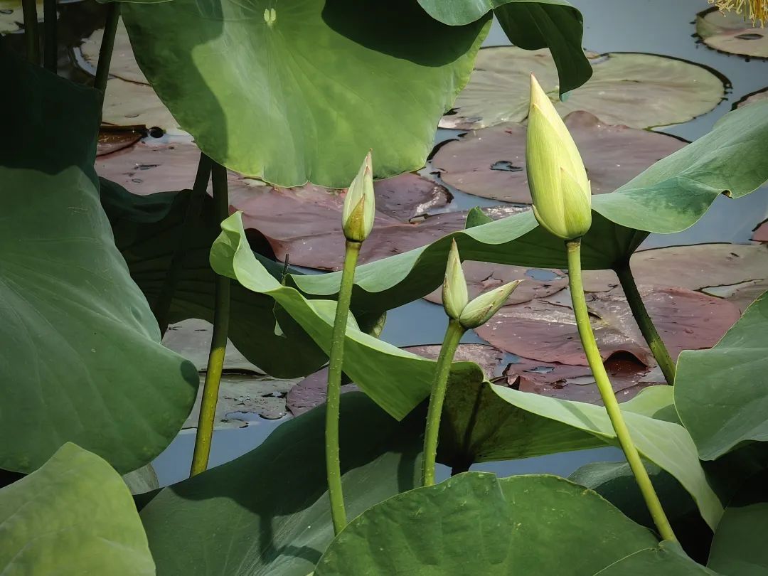 30多年来首次，广州莲花山现罕见“连理莲”，预计一周内开花：花瓣细长如纤纤玉手