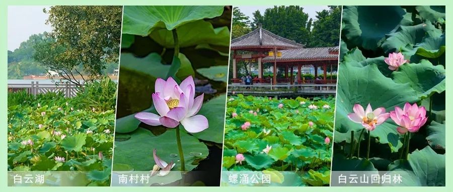 30多年来首次，广州莲花山现罕见“连理莲”，预计一周内开花：花瓣细长如纤纤玉手