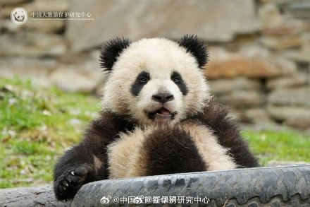 大熊猫耳朵形状大赏 大熊猫耳朵形状大赏