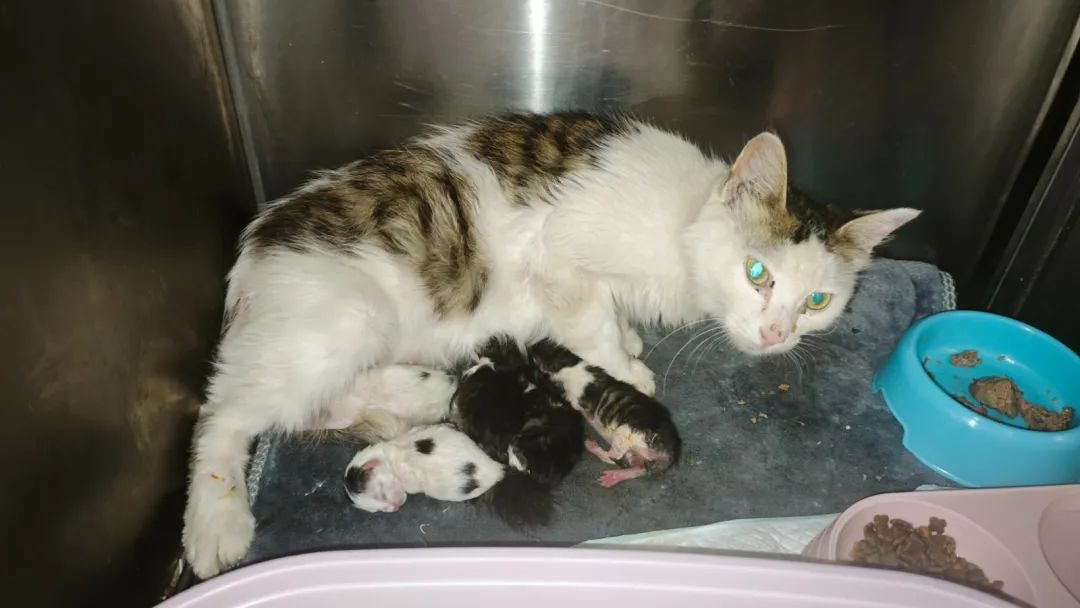 400余只猫咪被救后续：31只小猫诞生啦！猫咪信息陆续上传宠主可线上查看