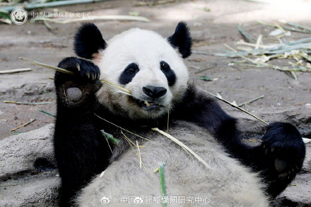大熊猫耳朵形状大赏 大熊猫耳朵形状大赏