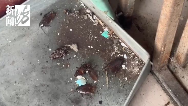 一天50只蟑螂窜出!大家疯狂跺脚!上海独居女子,年轻时光鲜,老了却让家人颜面扫地? 一天50只蟑螂窜出!大家疯狂跺脚!上海独居女子,年轻时光鲜,老了却让家人颜面扫地?