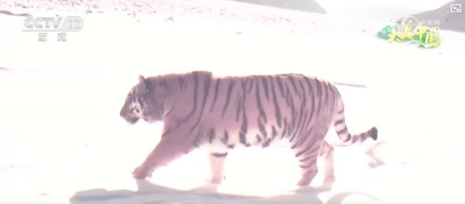 科技助力保护生物多样性 守护珍稀野生动物家园 科技助力保护生物多样性 守护珍稀野生动物家园