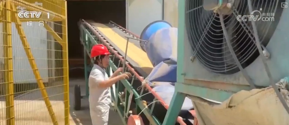 一粒小麦里的党员温度 “党员突击队”下沉收购一线保障夏粮颗粒归仓 一粒小麦里的党员温度 “党员突击队”下沉收购一线保障夏粮颗粒归仓