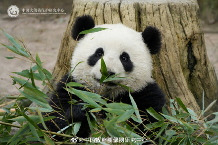 大熊猫耳朵形状大赏 大熊猫耳朵形状大赏