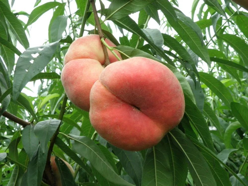 桃子为啥甜?我国科研人员找到答案了! 桃子为啥甜?我国科研人员找到答案了!