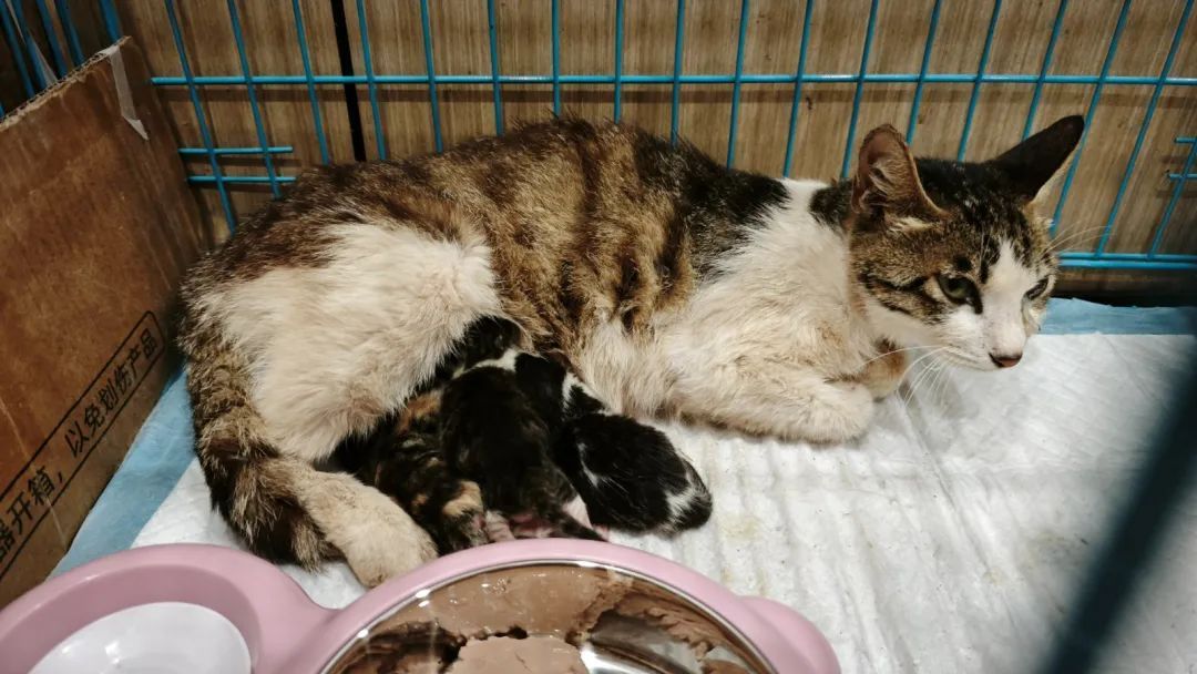 400余只猫咪被救后续：31只小猫诞生啦！猫咪信息陆续上传宠主可线上查看