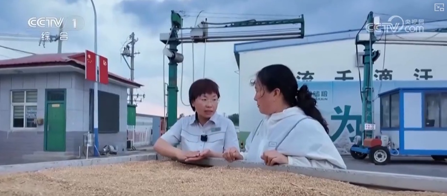 一粒小麦里的党员温度 “党员突击队”下沉收购一线保障夏粮颗粒归仓 一粒小麦里的党员温度 “党员突击队”下沉收购一线保障夏粮颗粒归仓