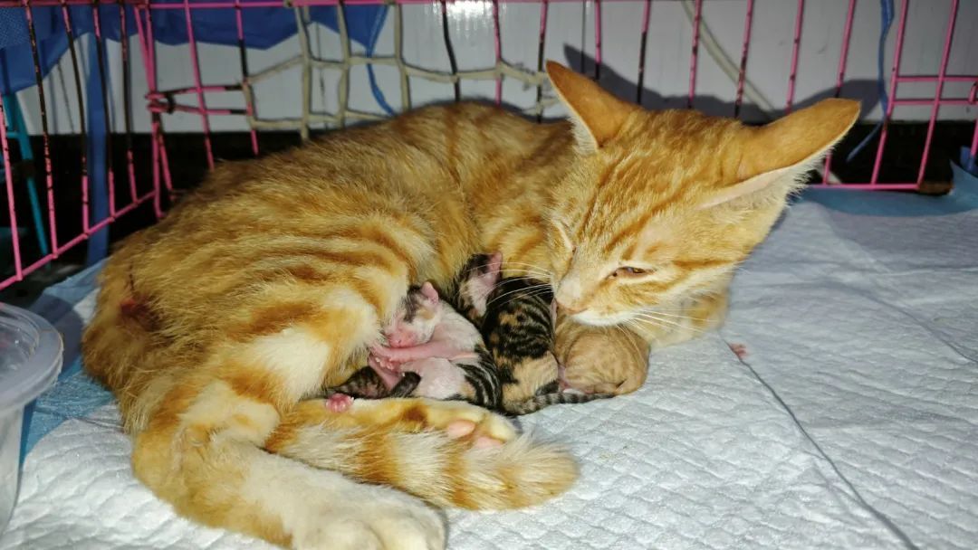 400余只猫咪被救后续：31只小猫诞生啦！猫咪信息陆续上传宠主可线上查看