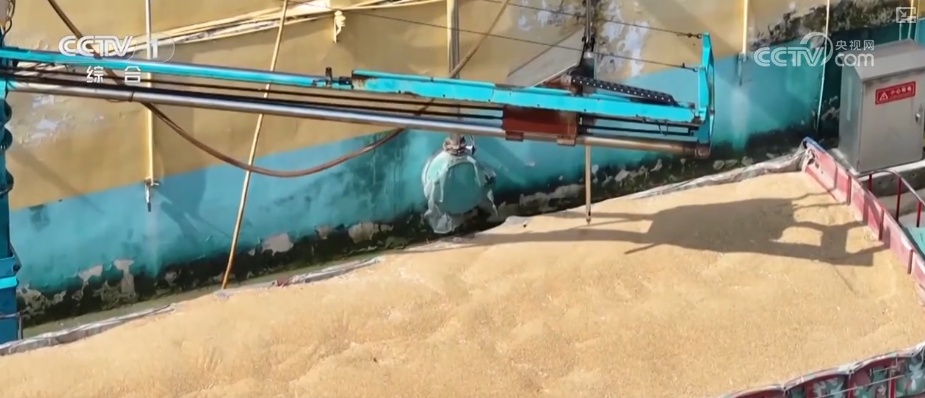 一粒小麦里的党员温度 “党员突击队”下沉收购一线保障夏粮颗粒归仓 一粒小麦里的党员温度 “党员突击队”下沉收购一线保障夏粮颗粒归仓