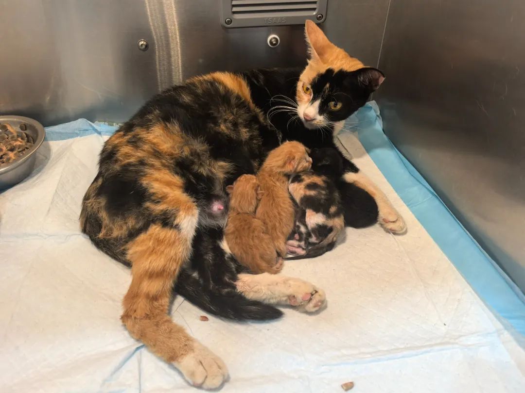 400余只猫咪被救后续：31只小猫诞生啦！猫咪信息陆续上传宠主可线上查看