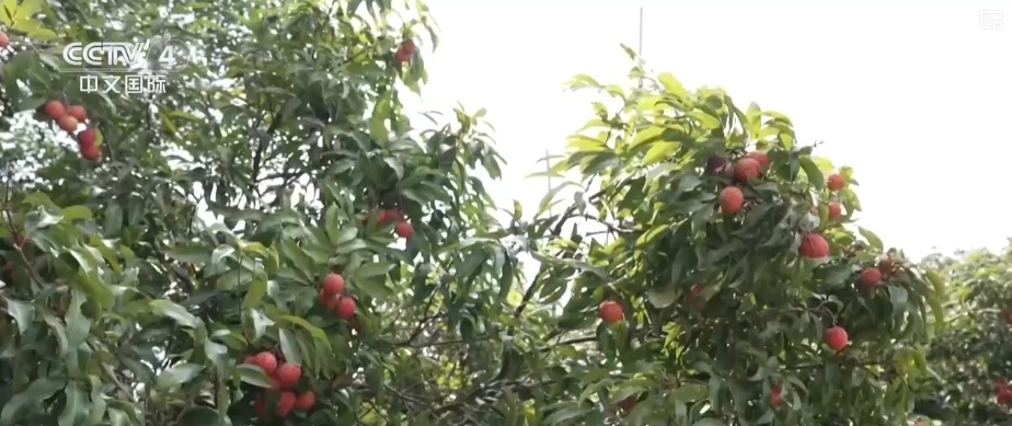 “影视+文旅”带动“剧中同款”销量增长 主题IP游成文旅消费新亮点 “影视+文旅”带动“剧中同款”销量增长 主题IP游成文旅消费新亮点