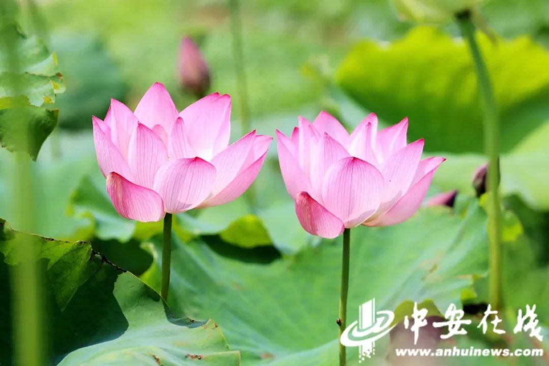 打破近10年40天长伏惯例,今年三伏只有30天!7月20日入伏,8月18日出伏 打破近10年40天长伏惯例,今年三伏只有30天!7月20日入伏,8月18日出伏