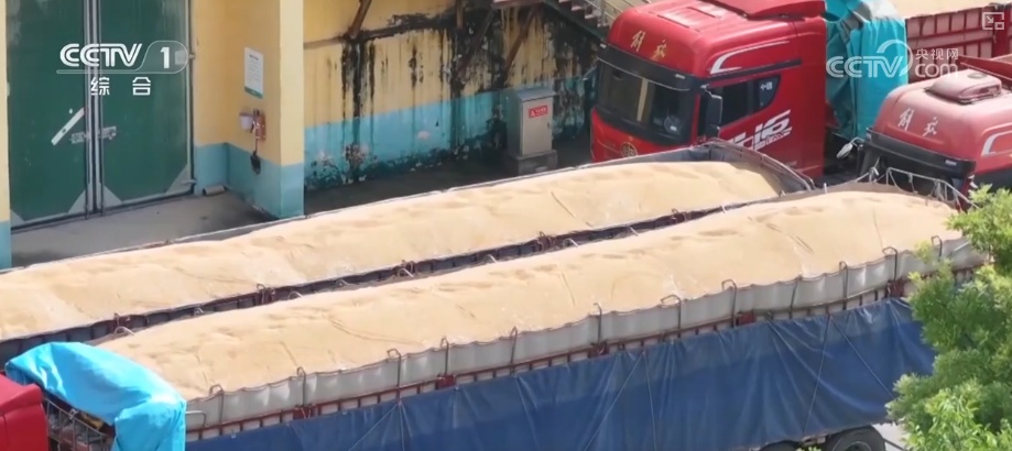 一粒小麦里的党员温度 “党员突击队”下沉收购一线保障夏粮颗粒归仓 一粒小麦里的党员温度 “党员突击队”下沉收购一线保障夏粮颗粒归仓