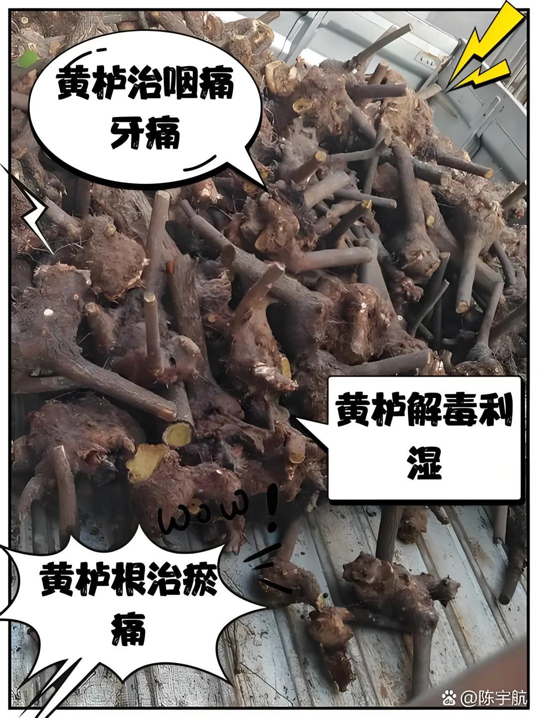 京城草木志 | “香山红叶”居然说的是它! 京城草木志 | “香山红叶”居然说的是它!