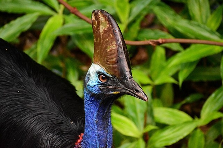 它堪称最危险的鸟，戴“头盔”持“刺刀”，战斗力逆天！