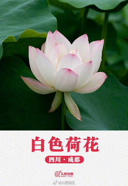 转发收藏！荷花头像与小暑节气很配