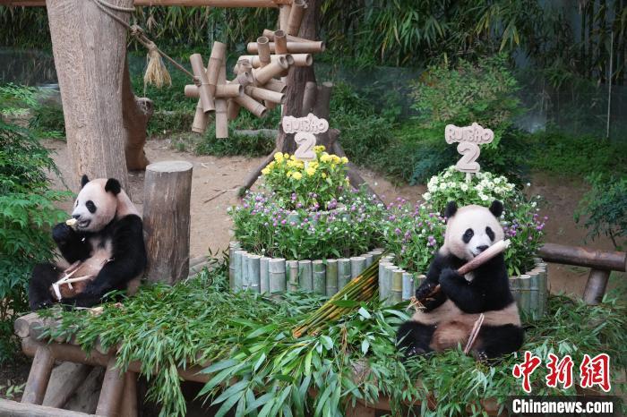 大熊猫双胞胎“睿宝”“辉宝”两周岁庆生活动在韩举行 大熊猫双胞胎“睿宝”“辉宝”两周岁庆生活动在韩举行