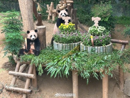双胞胎大熊猫睿宝辉宝2岁了! 双胞胎大熊猫睿宝辉宝2岁了!