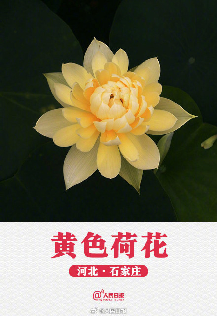 转发收藏！荷花头像与小暑节气很配
