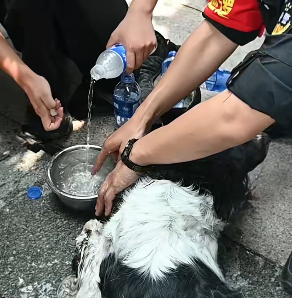 “大头”执行完任务突然倒地不起,一句“老伙计”全网泪目 “大头”执行完任务突然倒地不起,一句“老伙计”全网泪目