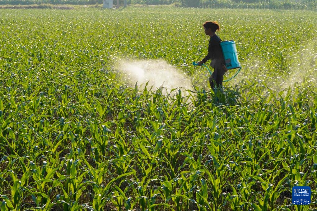 挥汗小暑 耕耘希望 挥汗小暑 耕耘希望
