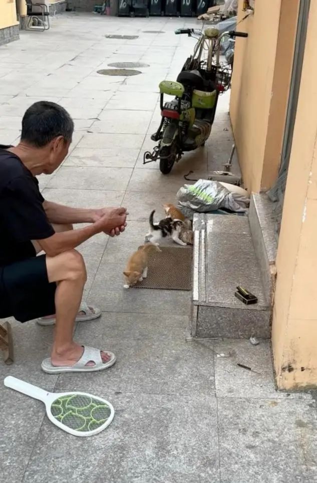 物业大爷去世，生前收养的流浪猫如何安置？青岛大学回应