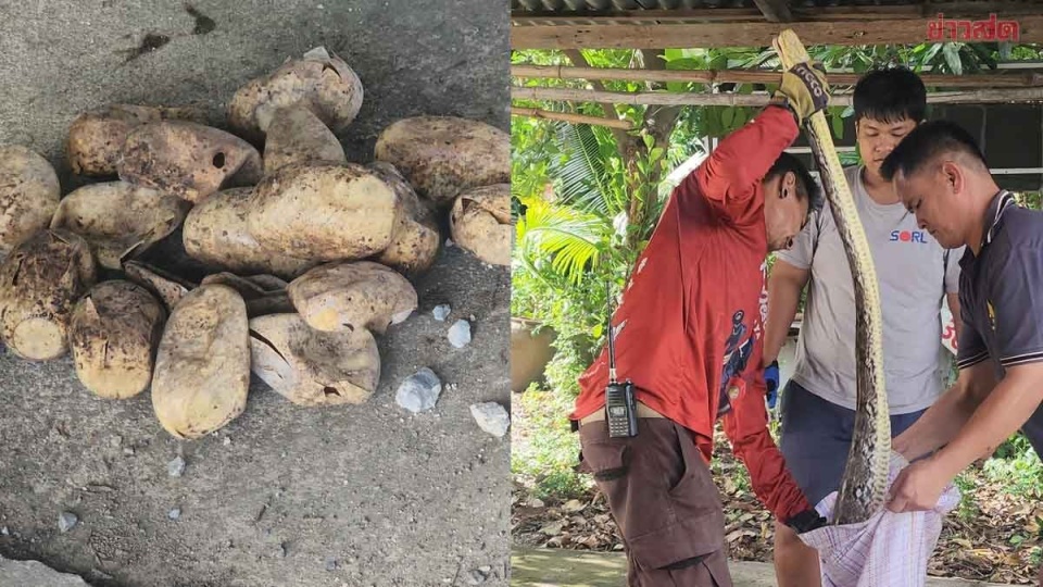 泰国男子停车时看见蛇头,停车场地下竟是蛇窝 泰国男子停车时看见蛇头,停车场地下竟是蛇窝