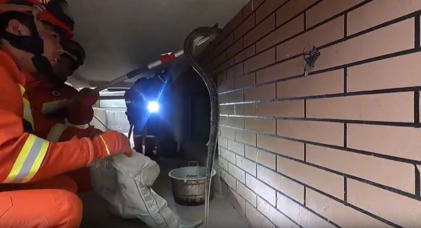 山东多地出现长蛇,需警惕! 山东多地出现长蛇,需警惕!