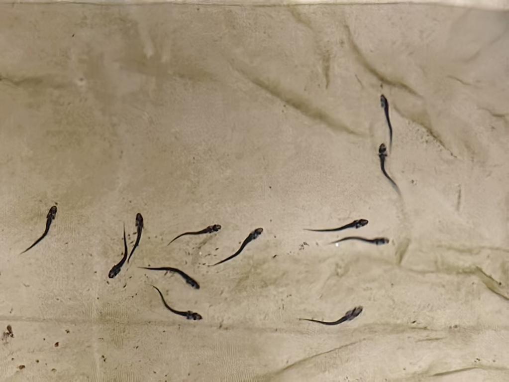 赤水河流域清理整改数百座小水电站 长江鲟重获洄游通道