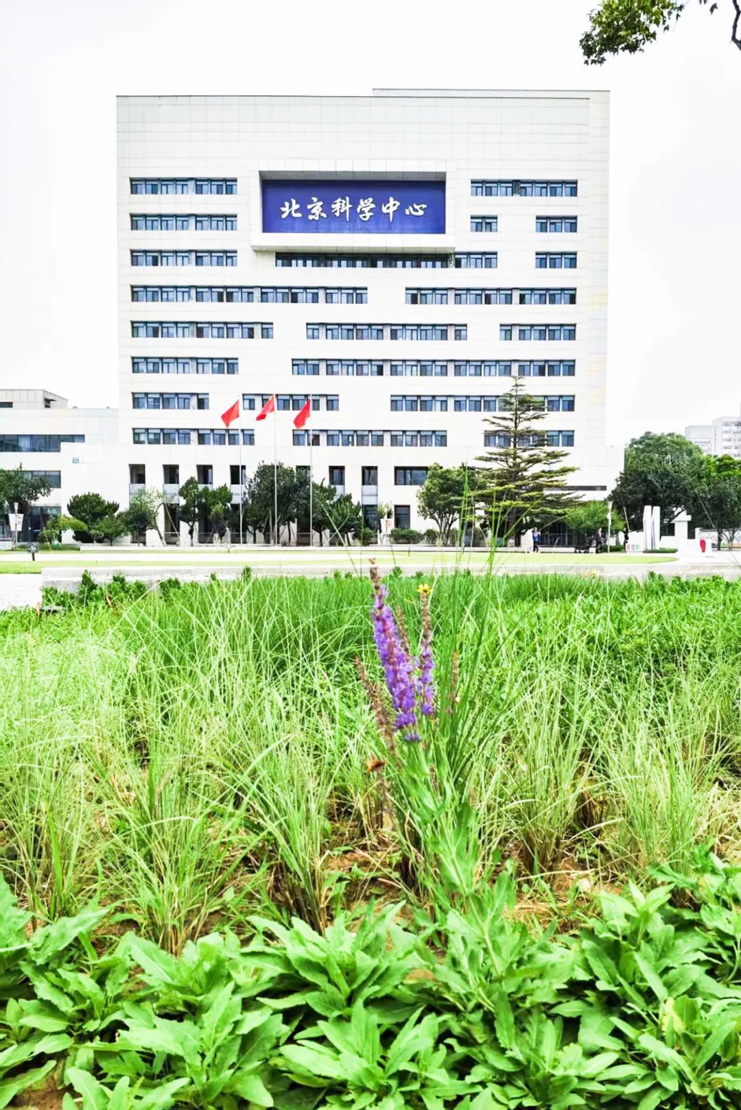 镜头下的北京科学中心丨林荫鼠尾草 镜头下的北京科学中心丨林荫鼠尾草