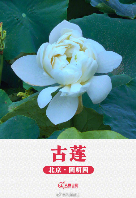 转发收藏！荷花头像与小暑节气很配