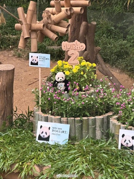 双胞胎大熊猫睿宝辉宝2岁了! 双胞胎大熊猫睿宝辉宝2岁了!