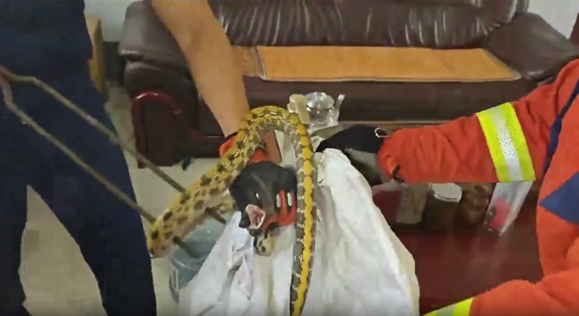 山东多地出现长蛇,需警惕! 山东多地出现长蛇,需警惕!