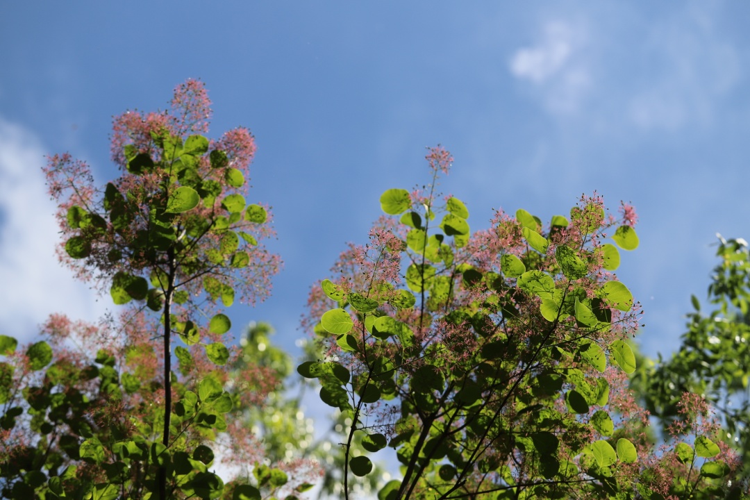京城草木志 | “香山红叶”居然说的是它! 京城草木志 | “香山红叶”居然说的是它!