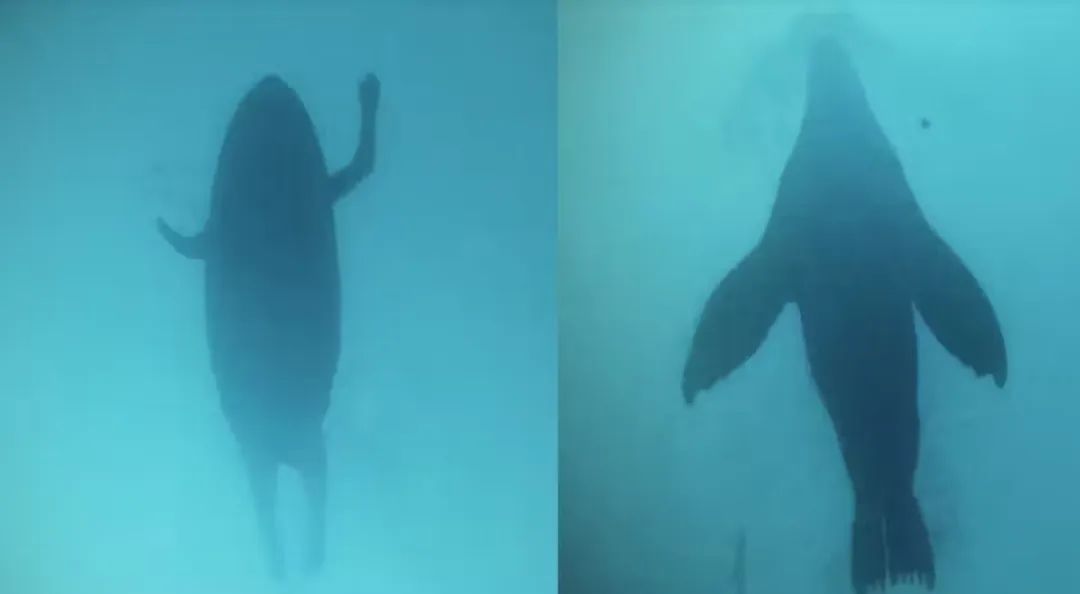 《大白鲨》上映50年，有多少鲨鱼因电影而死？