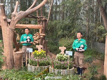 双胞胎大熊猫睿宝辉宝2岁了! 双胞胎大熊猫睿宝辉宝2岁了!