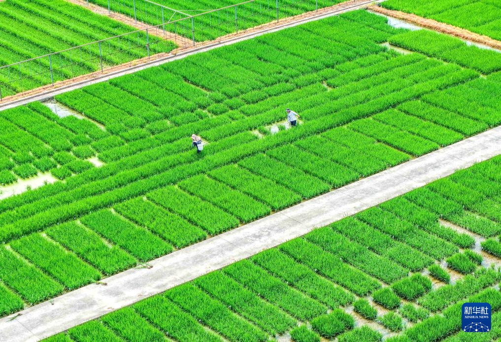 挥汗小暑 耕耘希望 挥汗小暑 耕耘希望