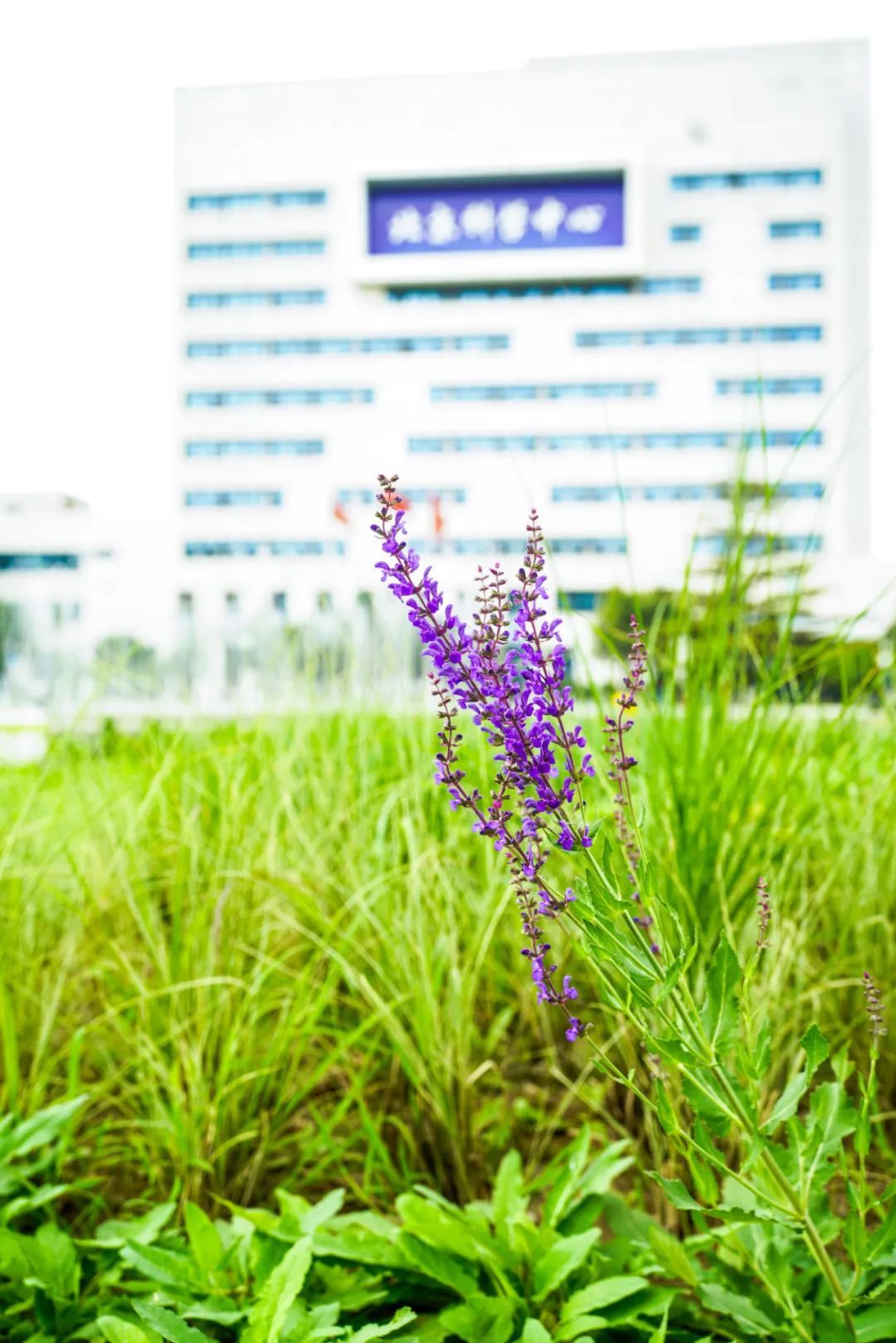 镜头下的北京科学中心丨林荫鼠尾草 镜头下的北京科学中心丨林荫鼠尾草