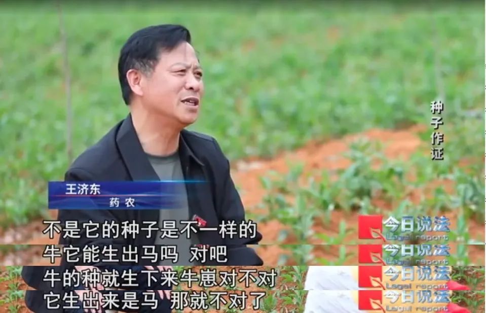 播下白术种子,却长出满地杂草?药田怪象频发,经济损失近1800万元…… 播下白术种子,却长出满地杂草?药田怪象频发,经济损失近1800万元……