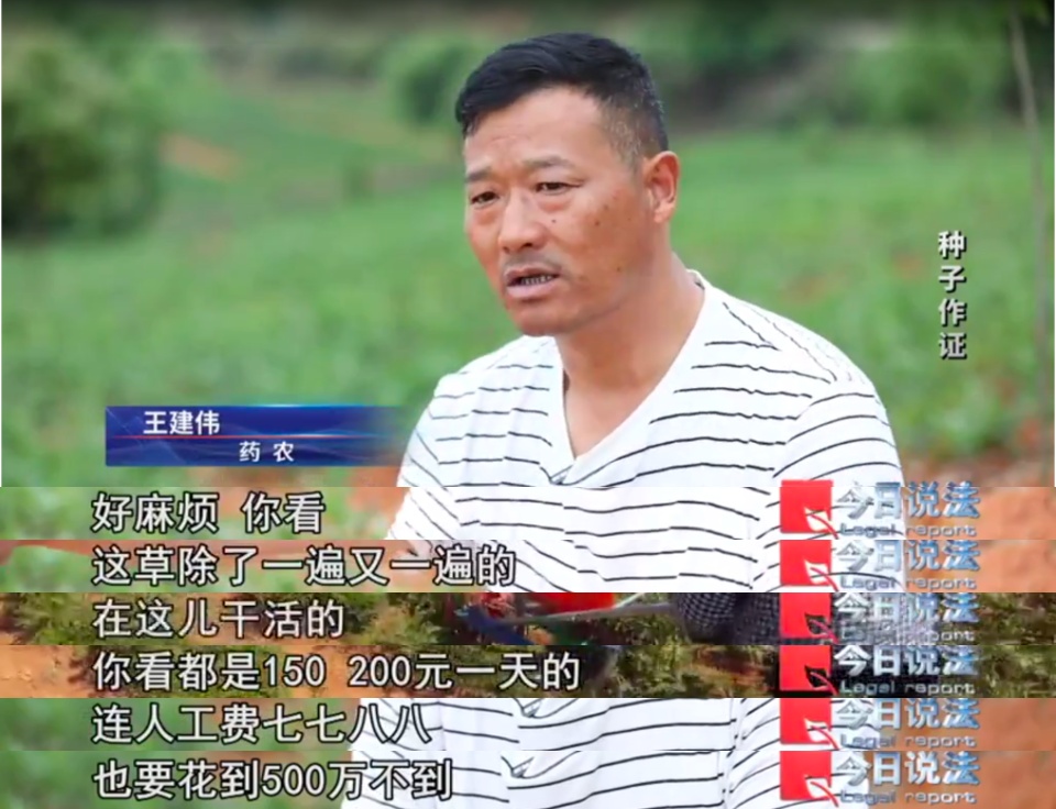 播下白术种子,却长出满地杂草?药田怪象频发,经济损失近1800万元…… 播下白术种子,却长出满地杂草?药田怪象频发,经济损失近1800万元……